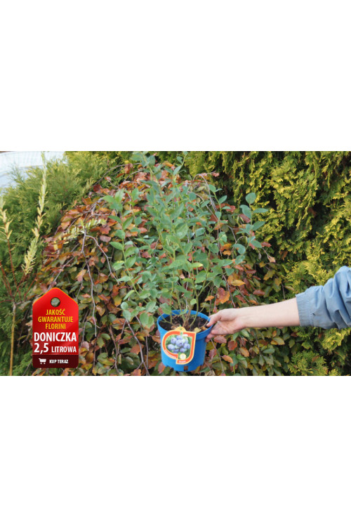 Borówka wysoka (amerykańska) 'Meader' Vaccinium corymbosum