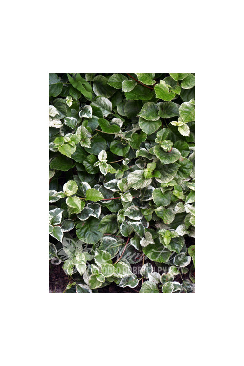 Hortensja pnąca 'Take a Chance' | Hydrangea petiolaris