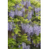 Glicynia kwiecista 'Violacea Plena' | Wisteria floribunda