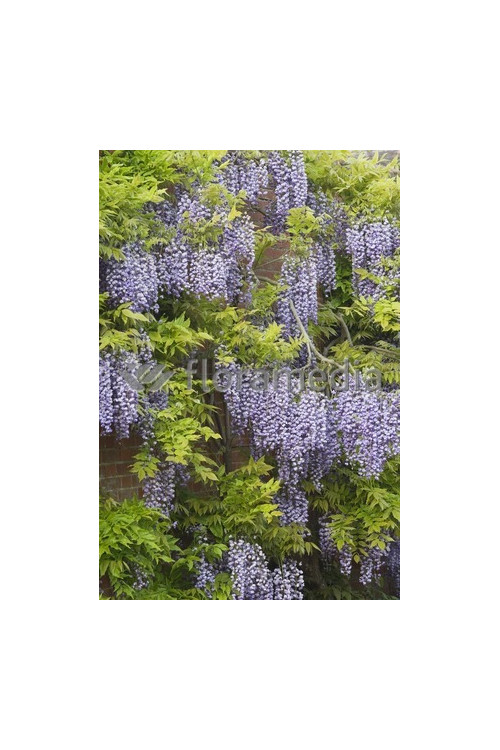 Glicynia kwiecista 'Violacea Plena' | Wisteria floribunda