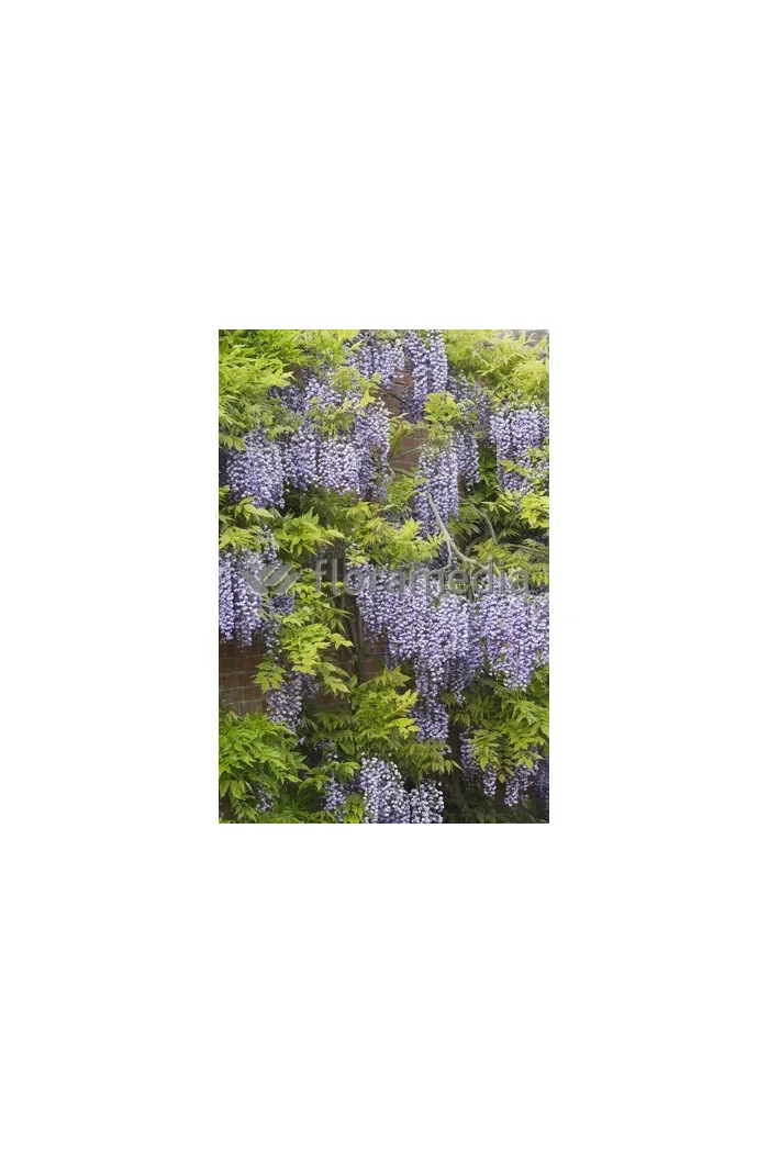 Glicynia kwiecista 'Violacea Plena' | Wisteria floribunda