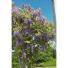 Glicynia kwiecista 'Violacea Plena' | Wisteria floribunda