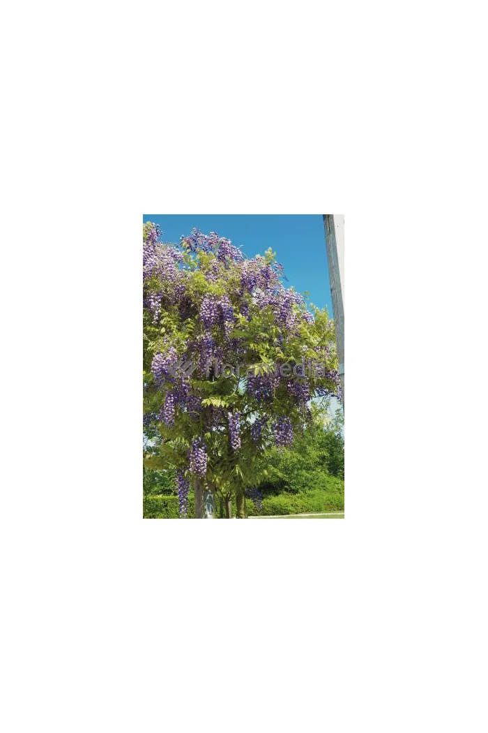Glicynia kwiecista 'Violacea Plena' | Wisteria floribunda
