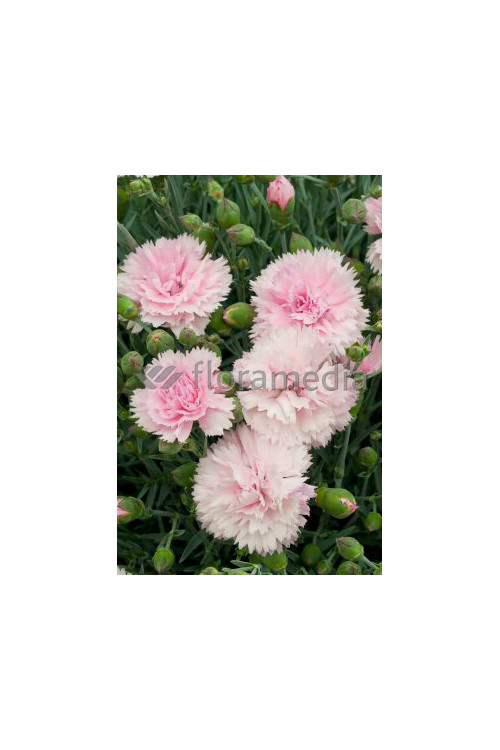 Goździk 'Candy Floss' Dianthu