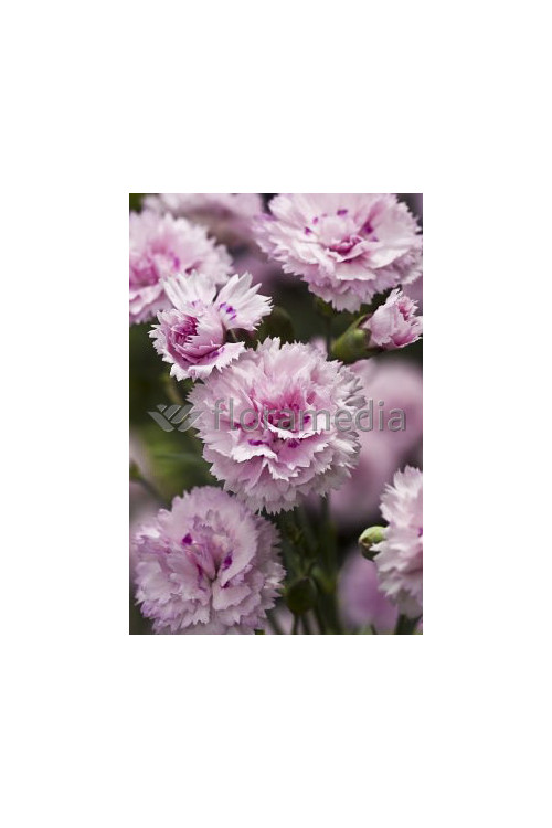 Goździk 'Candy Floss' Dianthu