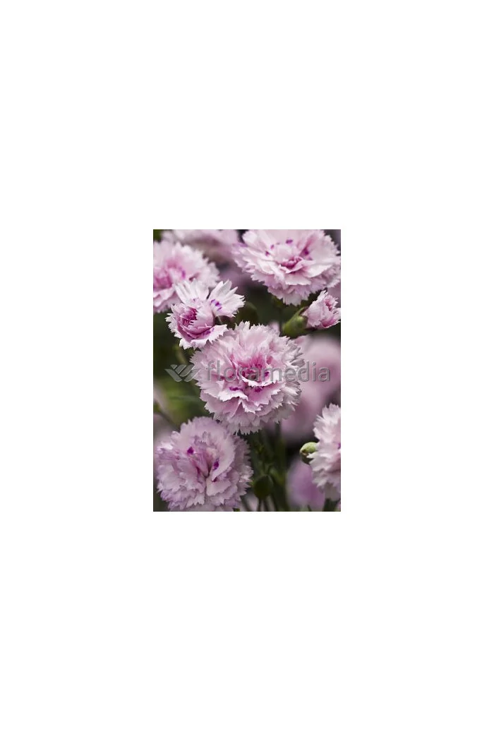 Goździk 'Candy Floss' Dianthu