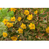 Dziurawiec 'Tricolor' | Hypericum moserianum