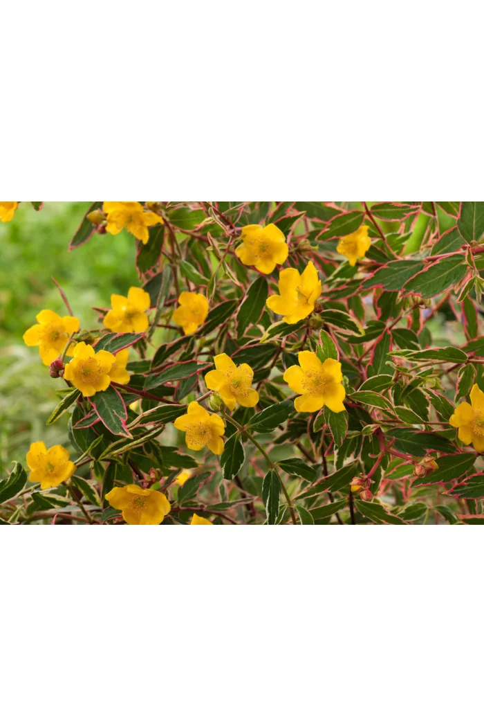 Dziurawiec 'Tricolor' | Hypericum moserianum