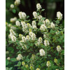Fotergilla Gardena | Fothergilla gardenii