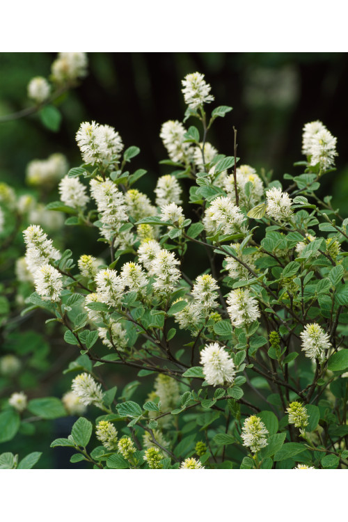 Fotergilla Gardena | Fothergilla gardenii