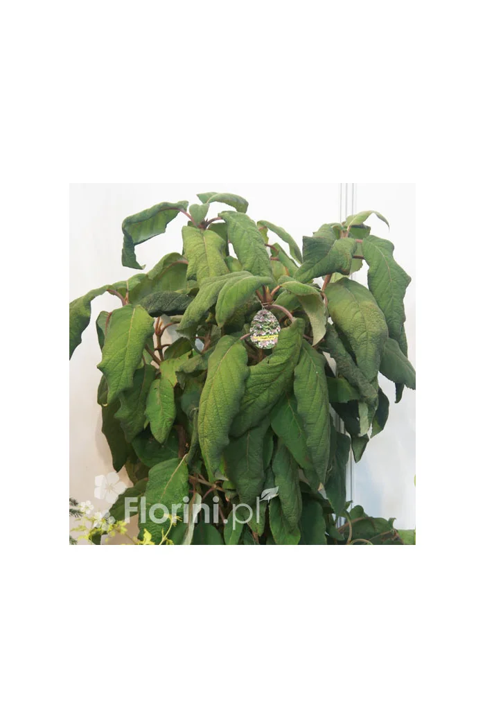 Hortensja kosmata | Hydrangea aspera Macrophylla