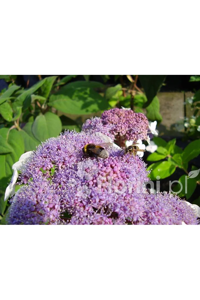 Hortensja kosmata | Hydrangea aspera Macrophylla