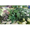 Hortensja kosmata | Hydrangea aspera Macrophylla