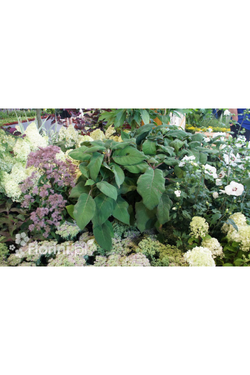 Hortensja kosmata | Hydrangea aspera Macrophylla