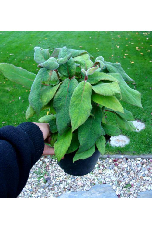 Hortensja kosmata | Hydrangea aspera Macrophylla