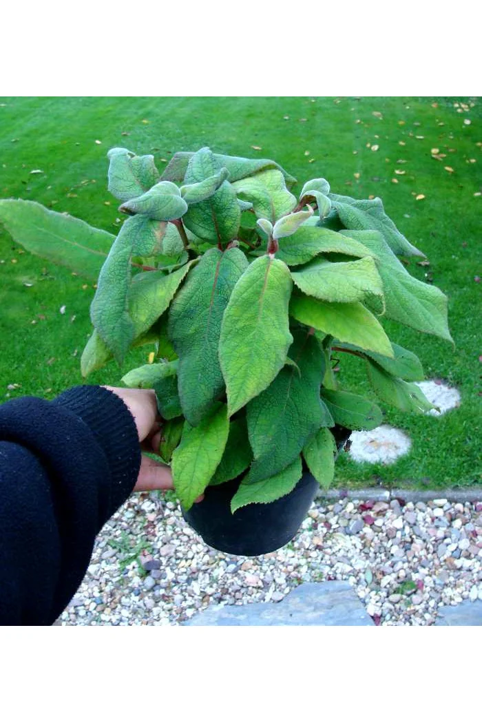 Hortensja kosmata | Hydrangea aspera Macrophylla