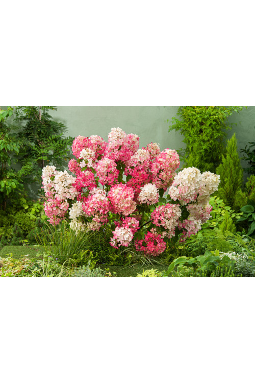 Hortensja bukietowa 'Diamond Rouge' | Hydrangea paniculata