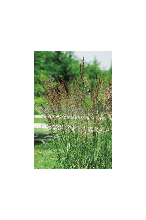 Trzcinnik ostrokwiatowy 'Overdam' | Calamagrostis x acutiflora