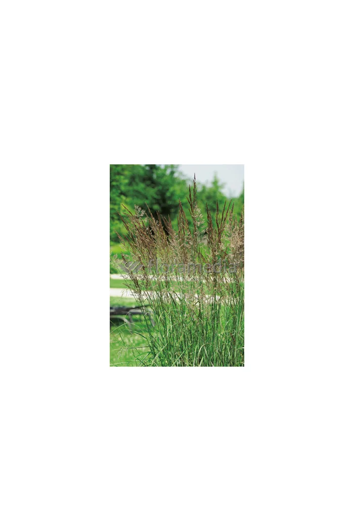 Trzcinnik ostrokwiatowy 'Overdam' | Calamagrostis x acutiflora