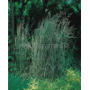 Trzcinnik ostrokwiatowy 'Overdam' | Calamagrostis x acutiflora