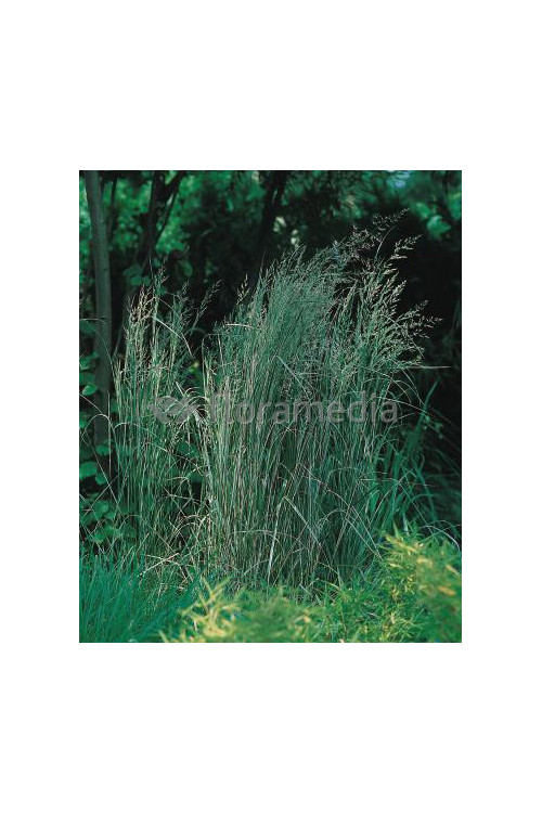 Trzcinnik ostrokwiatowy 'Overdam' | Calamagrostis x acutiflora