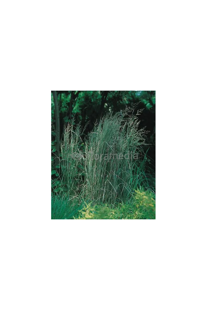 Trzcinnik ostrokwiatowy 'Overdam' | Calamagrostis x acutiflora
