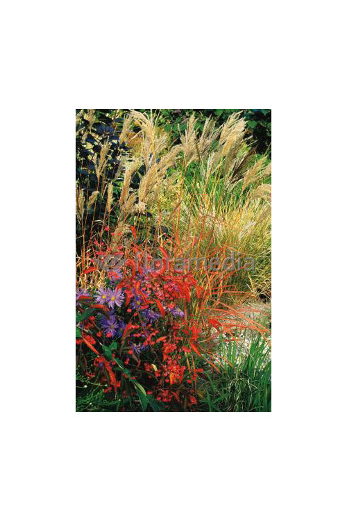 Miskant chiński 'Malepartus' | Miscanthus sinensis