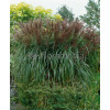 Miskant chiński 'Malepartus' | Miscanthus sinensis