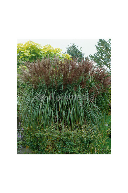 Miskant chiński 'Malepartus' | Miscanthus sinensis