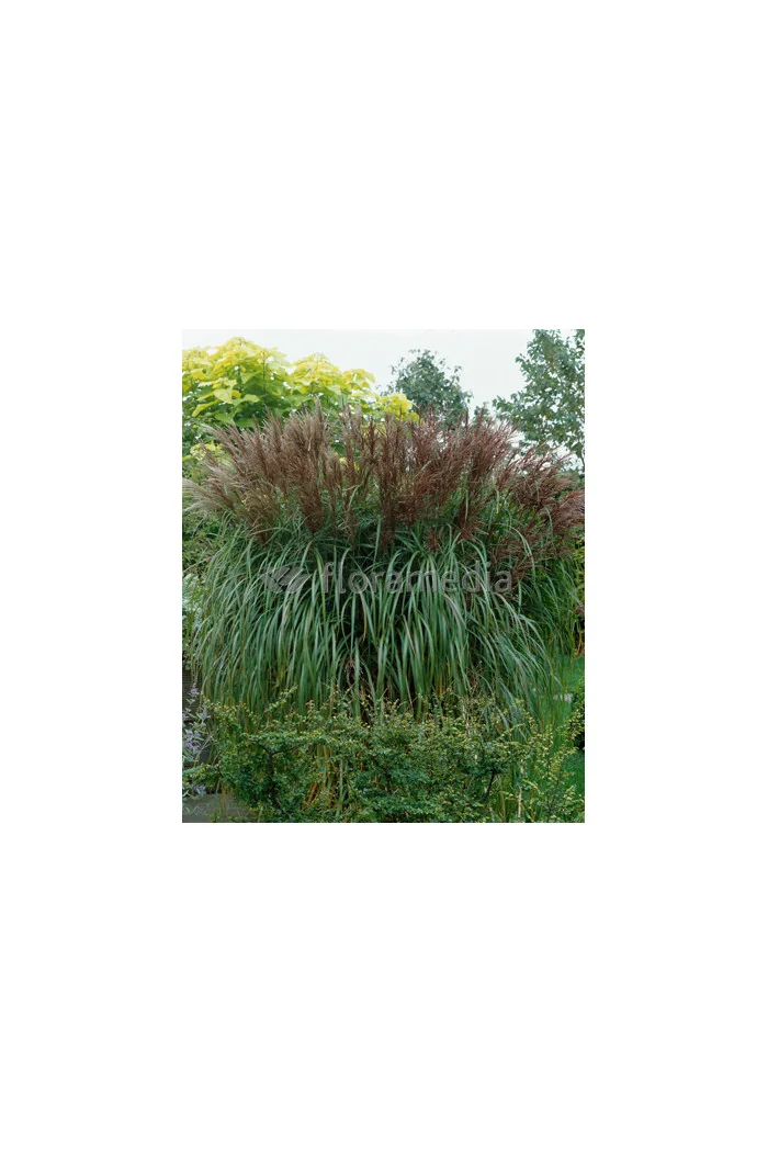 Miskant chiński 'Malepartus' | Miscanthus sinensis