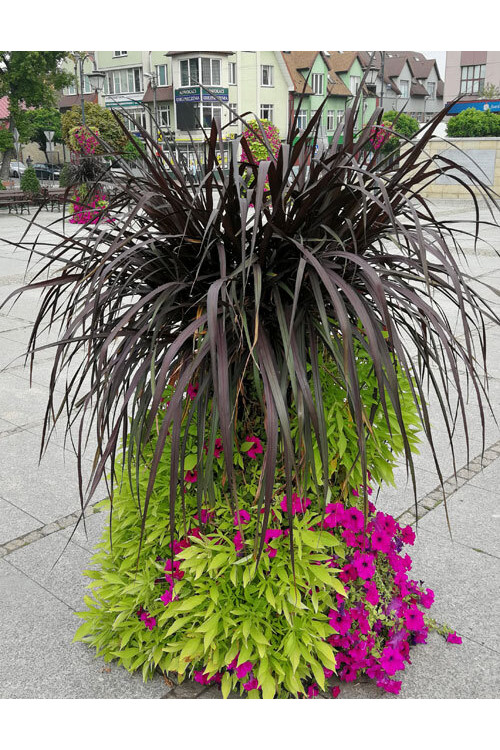 Rozplenica Słoniowa 'Vertigo' | Pennisetum purpureum