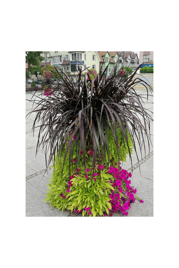 Rozplenica Słoniowa 'Vertigo' | Pennisetum purpureum