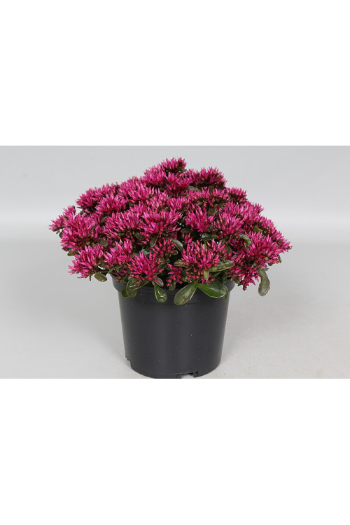 Rozchodnik 'kaukaski 'Deep Rose' | Sedum spurium