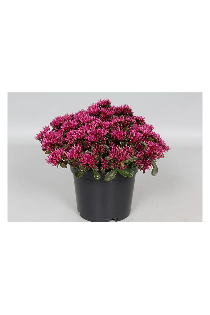 Rozchodnik 'kaukaski 'Deep Rose' | Sedum spurium