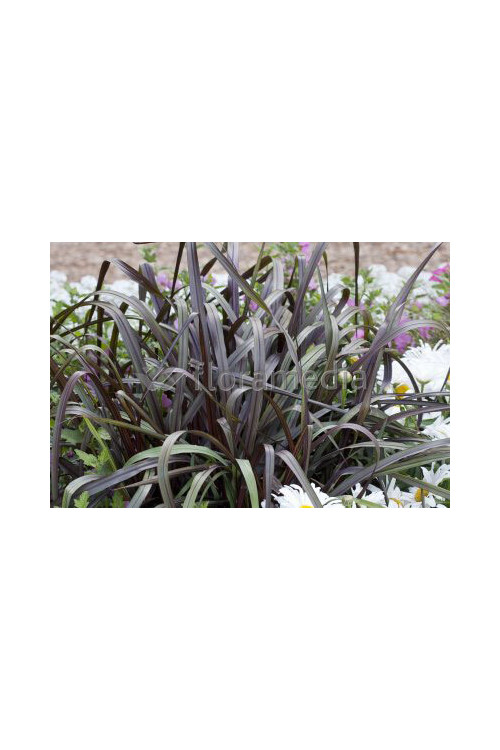 Rozplenica Słoniowa 'Vertigo' | Pennisetum purpureum