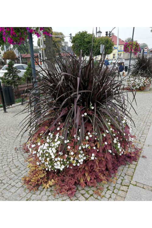 Rozplenica Słoniowa 'Vertigo' | Pennisetum purpureum