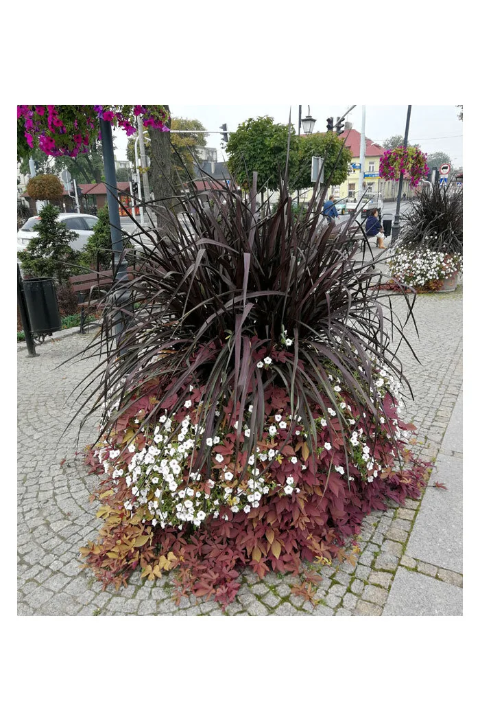 Rozplenica Słoniowa 'Vertigo' | Pennisetum purpureum