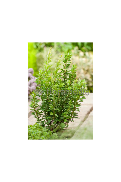 Berberys Thunberga 'PowWow' Berberis thunbergii