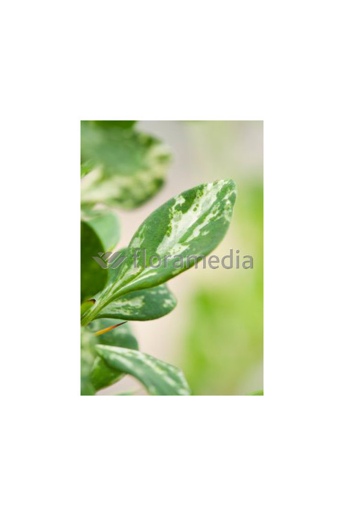 Berberys Thunberga 'PowWow' Berberis thunbergii