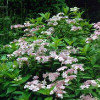 Hortensja piłkowana 'Rosalba' Hydrangea serrata