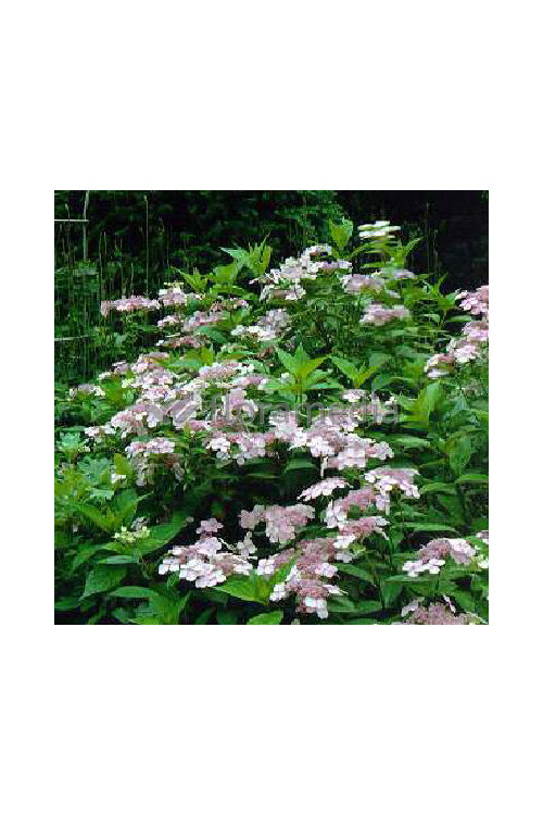 Hortensja piłkowana 'Rosalba' Hydrangea serrata