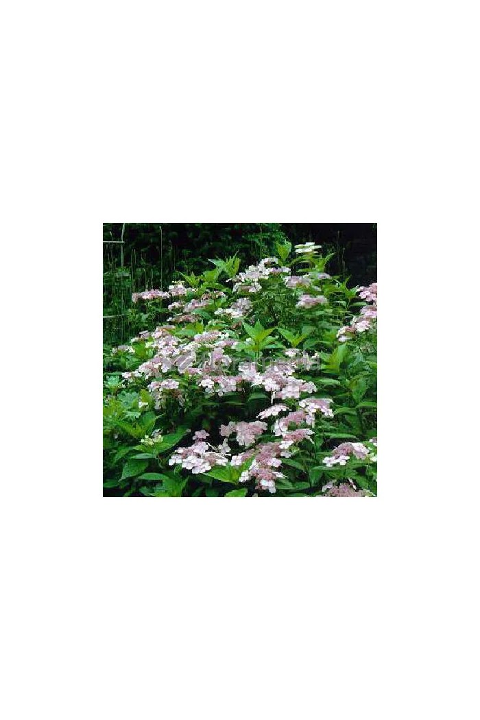Hortensja piłkowana 'Rosalba' Hydrangea serrata