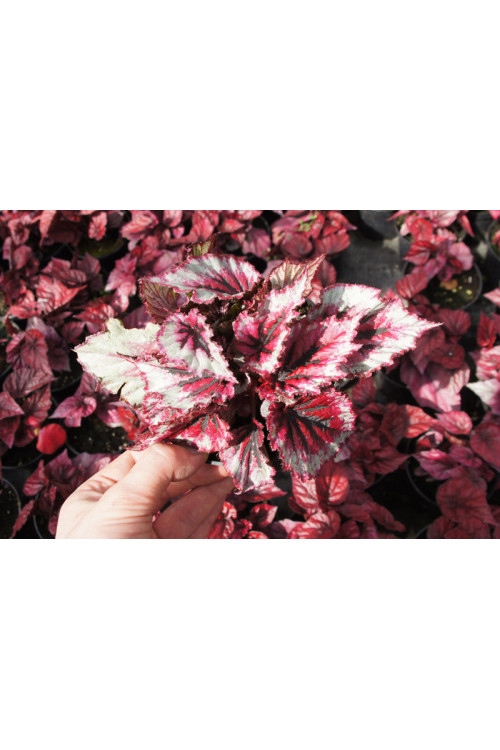 Begonia 'Inca Blue' div class'lat' Begonia /div