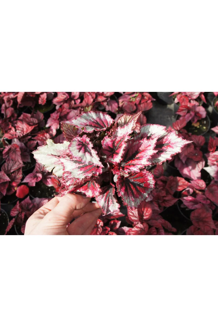 Begonia 'Inca Blue' div class'lat' Begonia /div