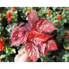 Begonia Beleaf 'Inca Flame' div class'lat' Begonia /div