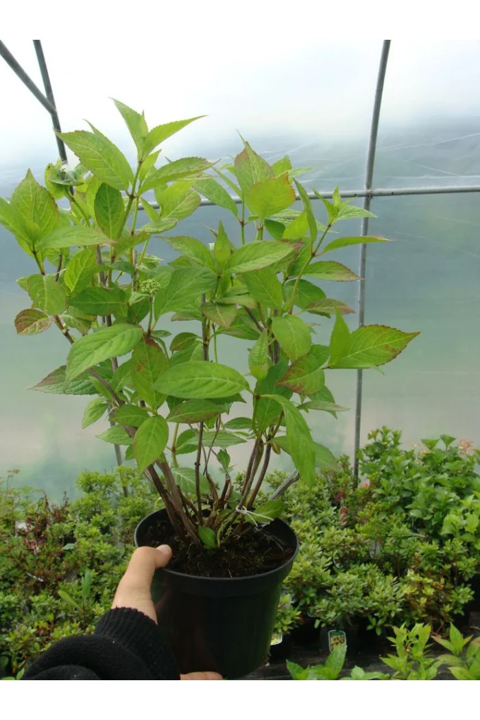 Hortensja piłkowana 'Rosalba' Hydrangea serrata