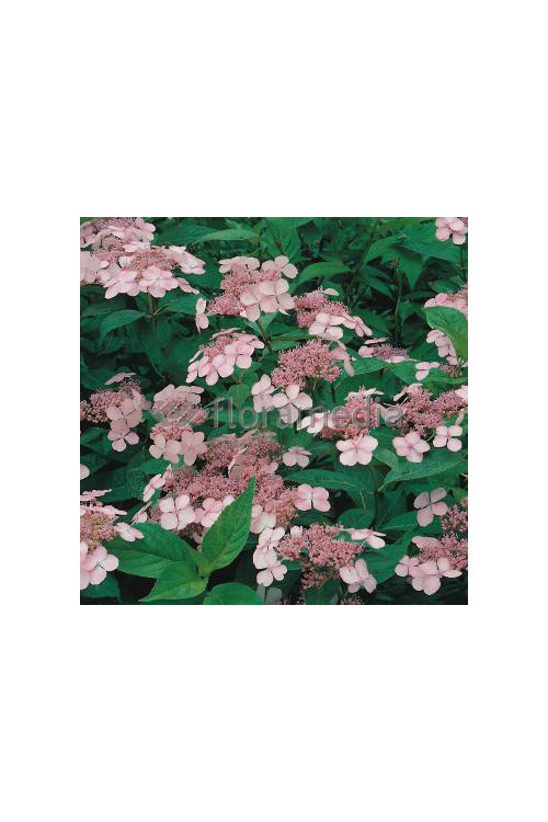 Hortensja piłkowana 'Rosalba' Hydrangea serrata