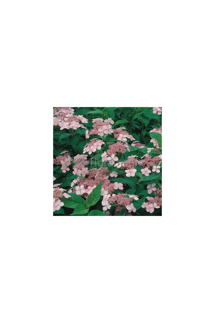 Hortensja piłkowana 'Rosalba' Hydrangea serrata