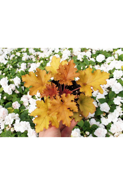 Żurawka 'Zipper' Heuchera