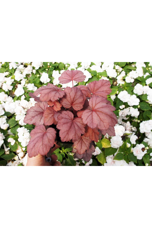 Żurawka 'Grape Soda' | Heuchera